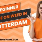 A Beginner Guide on Weed in Rotterdam: Legality, Cost, And More