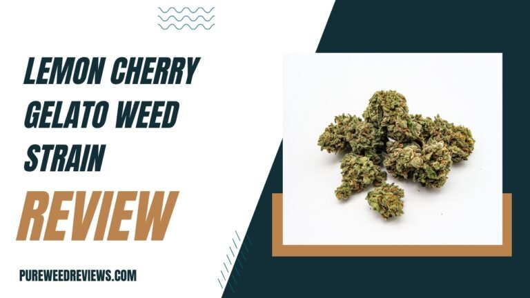 Lemon Cherry Gelato Weed Strain Review (2023 Updated)