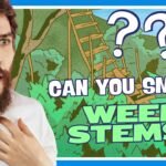 Can You Smoke Weed Stems?