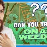 Can You Trip On Weed?