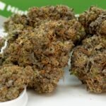 Dawg Cookies Strain Review and Information