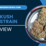 OG Kush Strain Review