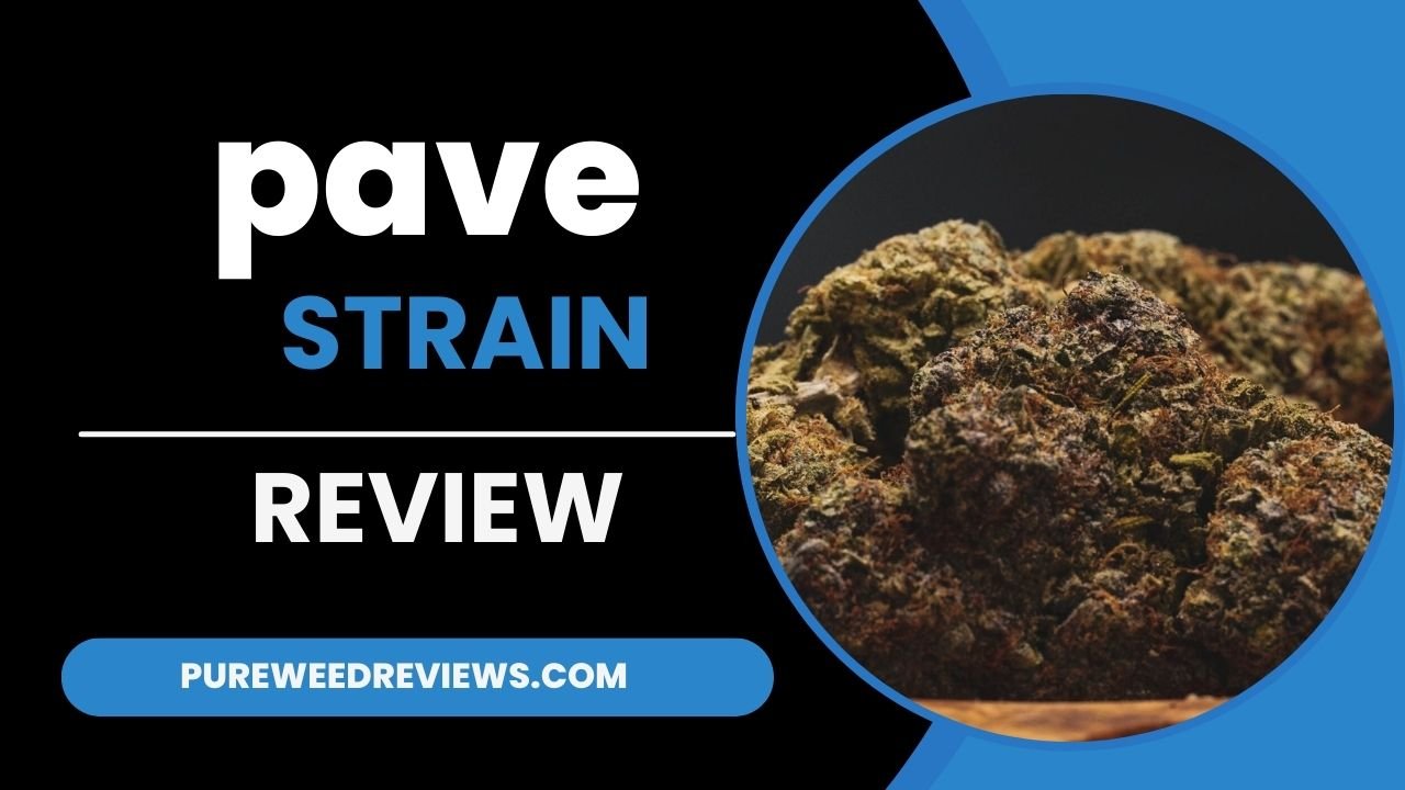 Pave Strain Review: A Hybrid Cannabis Variety