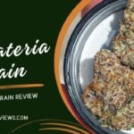 Gelateria Strain Review and Information