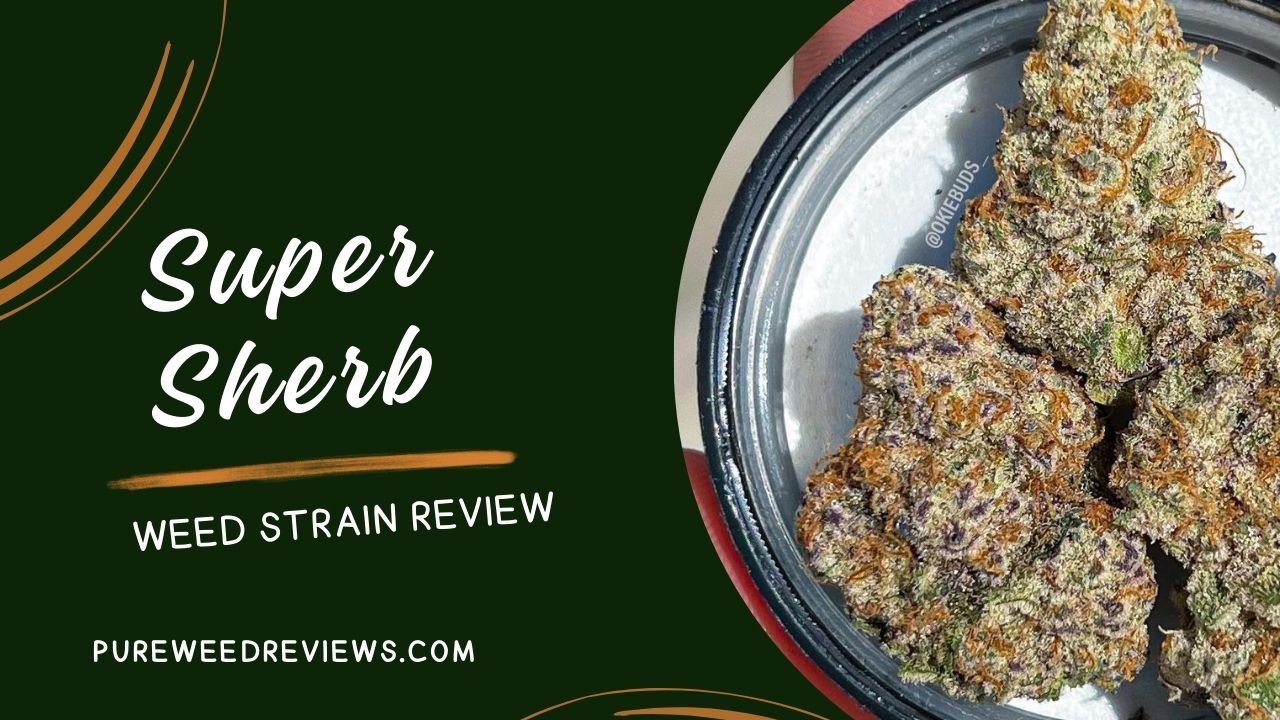 Super Sherb Strain Review and Information