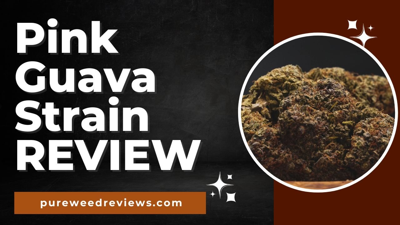 Pink Guava Strain Review and Information