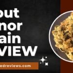 Scouts Honor Strain Review and Information