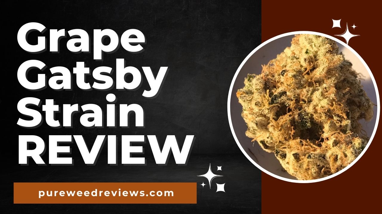 Grape Gatsby Strain Review and Information