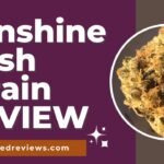 Sunshine Kush Strain Review and Information