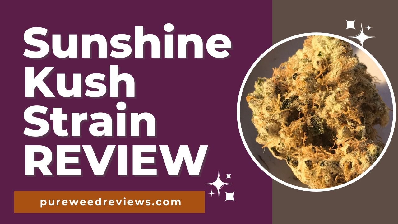 Sunshine Kush Strain Review and Information