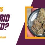 What are Hybrid Weed?
