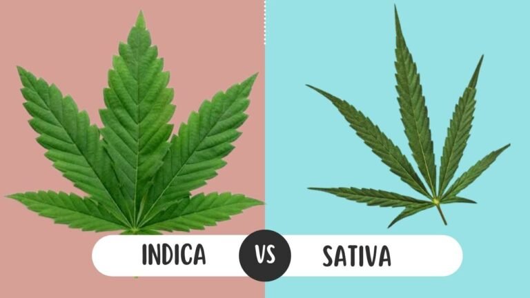 Is Indica or Sativa Better for Anxiety?