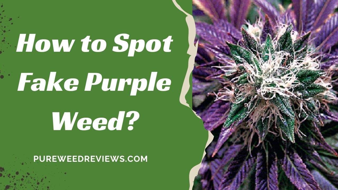 How to Spot Fake Purple Weed?