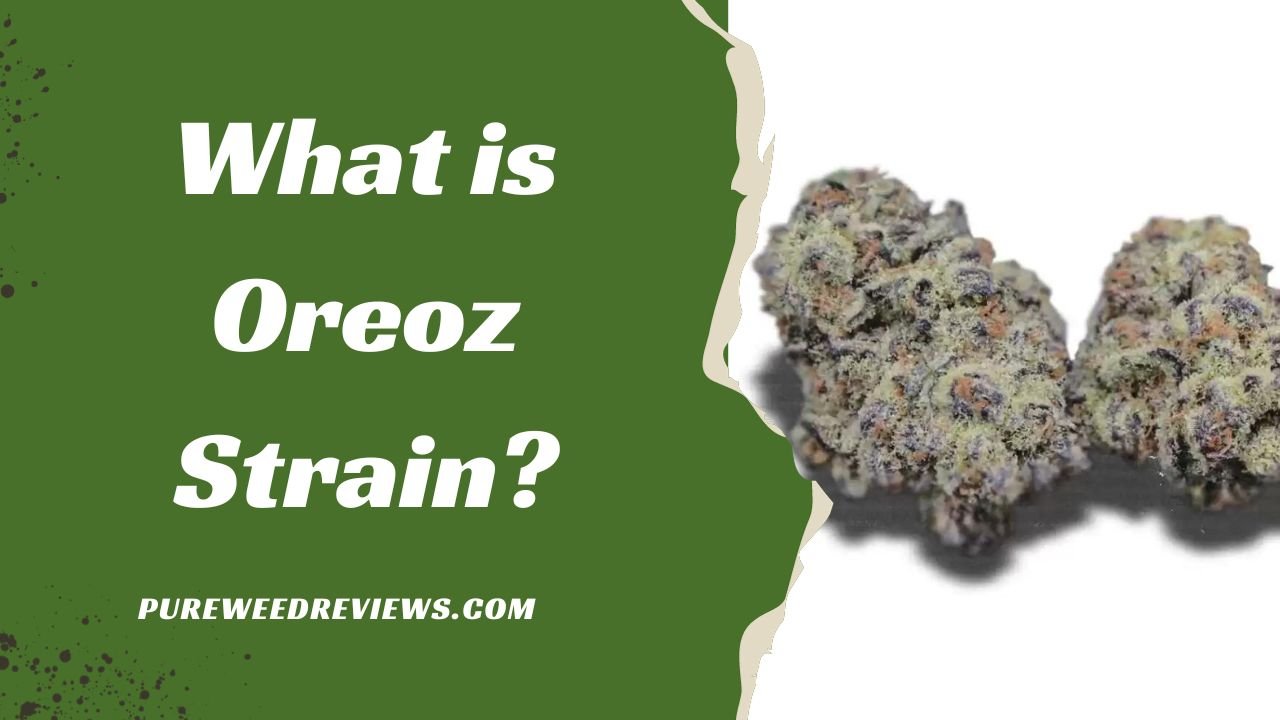 What is Oreoz Strain? A Comprehensive Guide to Potent Hybrid