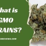 GMO Strain Guide: Unveiling the Mystery