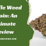 Truffle Weed Strain: An Ultimate Review