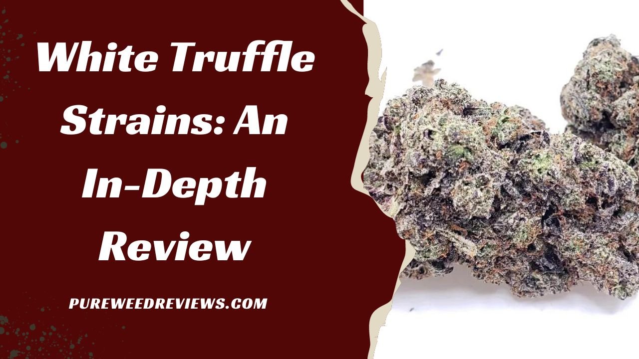 White Truffle Strains: An In-Depth Review