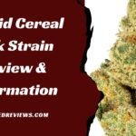 Hybrid Cereal Milk Strain Review & Information