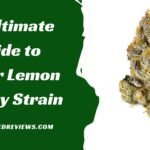 An Ultimate Guide to Super Lemon Cherry Strain