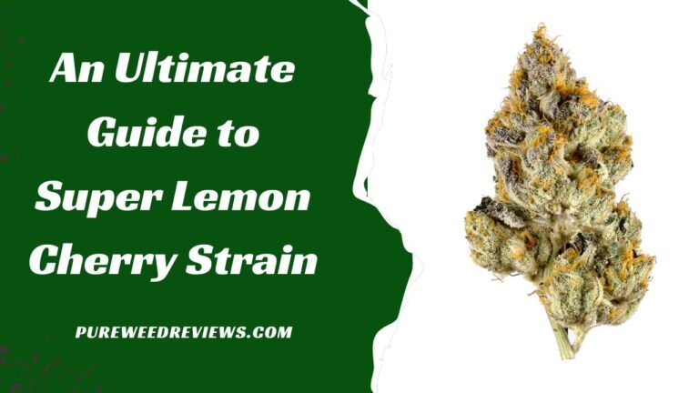 An Ultimate Guide to Super Lemon Cherry Strain