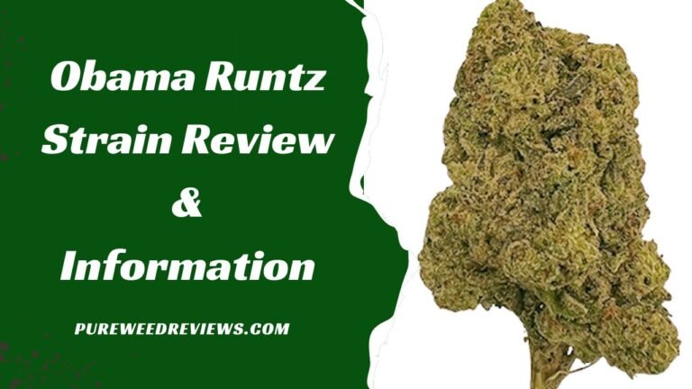 Obama Runtz Strain Review & Information
