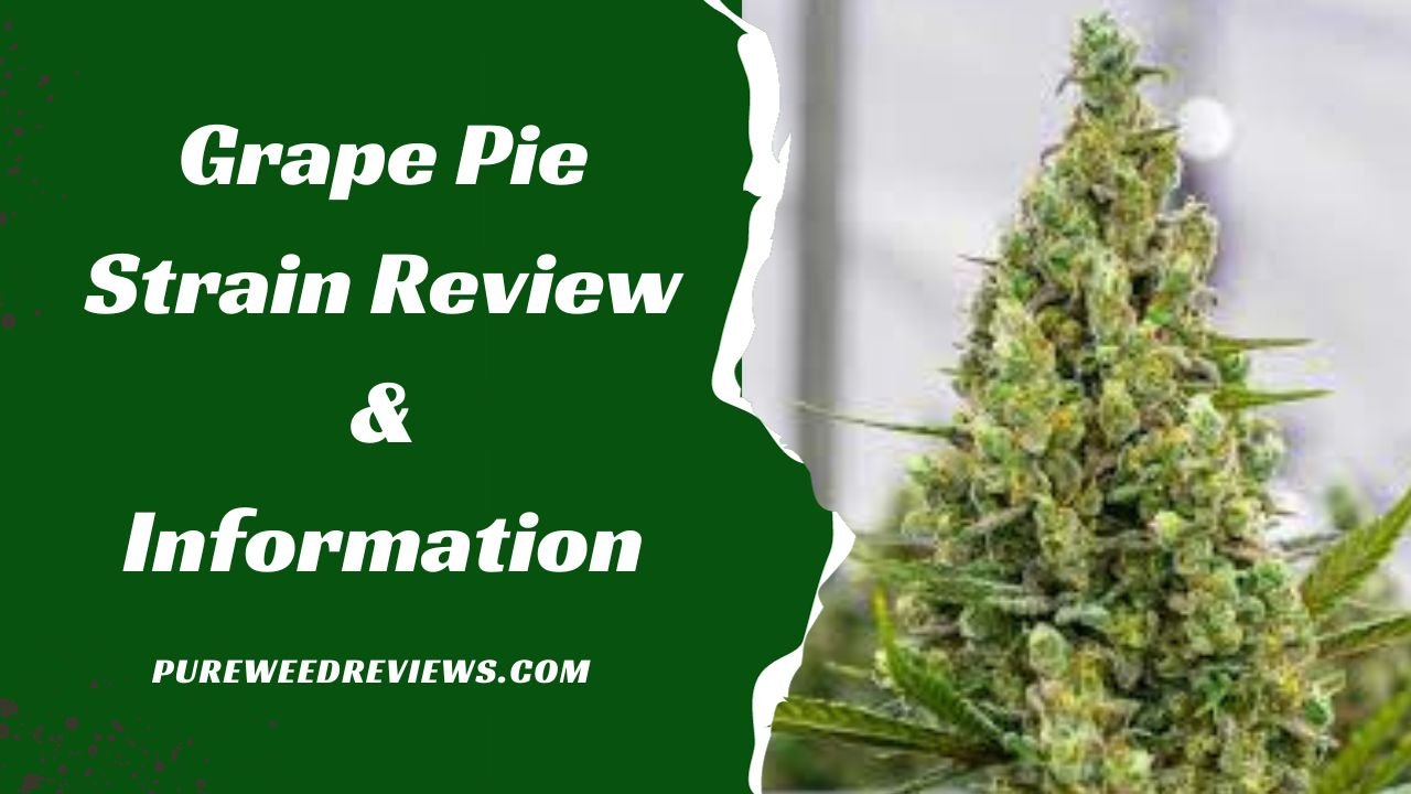Grape Pie Strain Review & Information