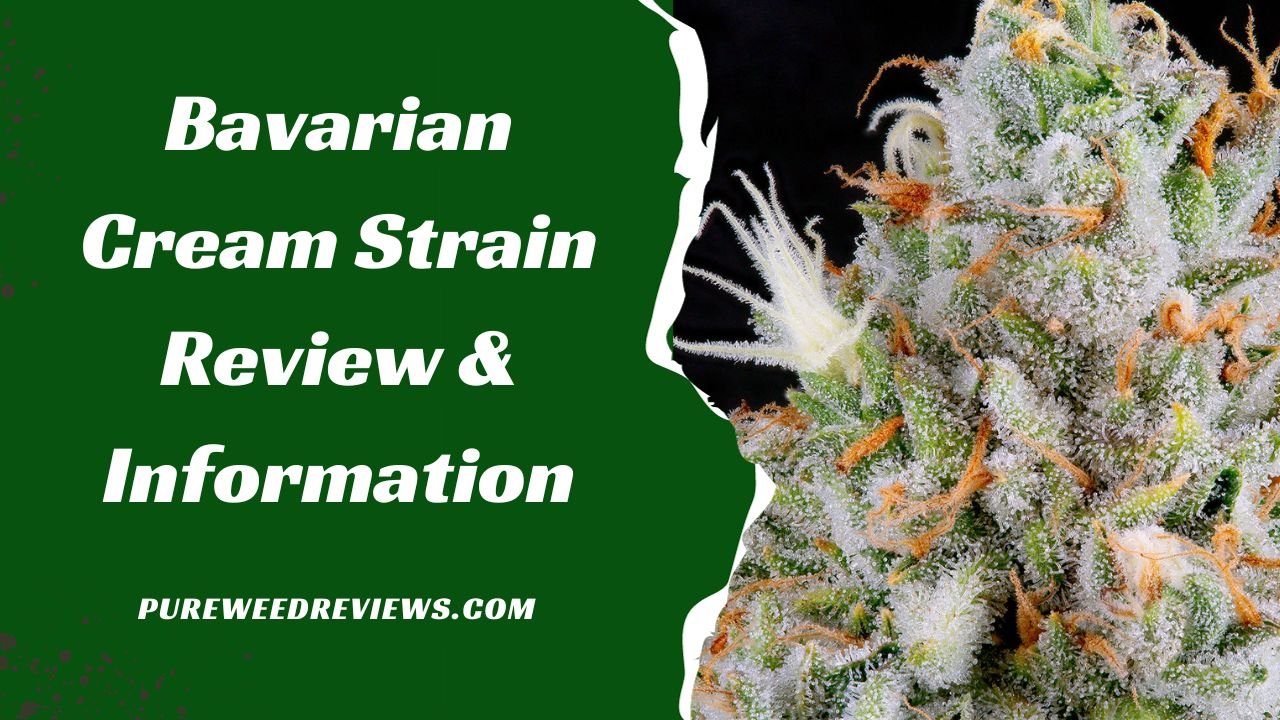 Bavarian Cream Strain Review