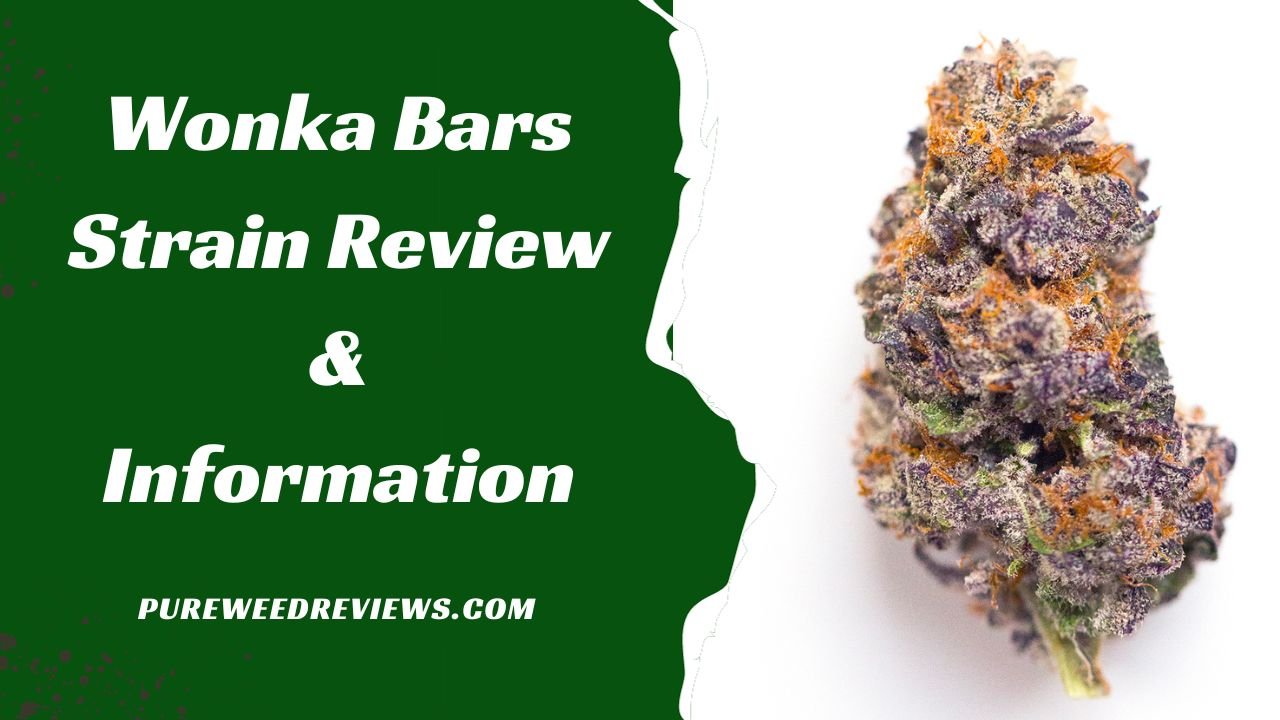Wonka Bars Strain Review & Information