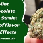Mint Chocolate Chip Strain: Bliss of Flavor and Effects