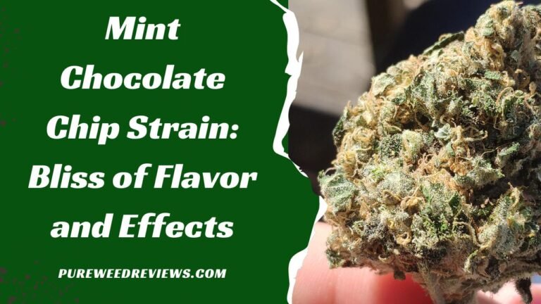 Mint Chocolate Chip Strain: Bliss of Flavor and Effects