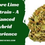 Explore Lime OG Strain - A Balanced Hybrid Experience