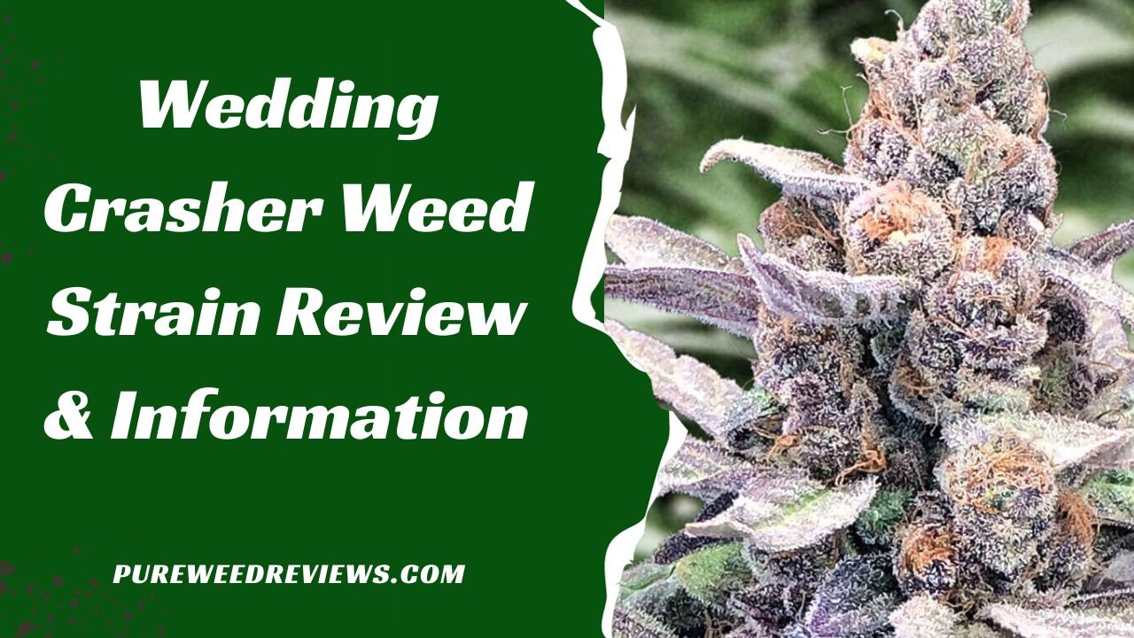 Wedding Crasher Weed Strain Review & Information