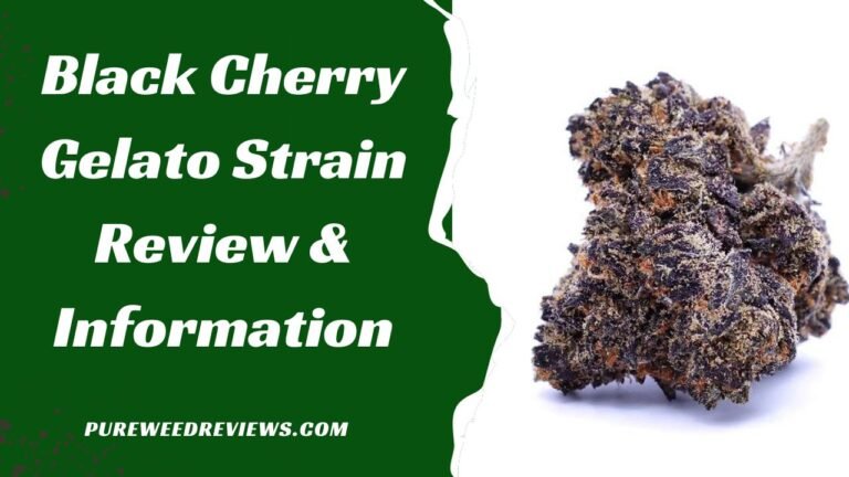 Black Cherry Gelato Strain Review & Information