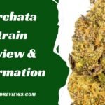 Horchata Strain Review & Information