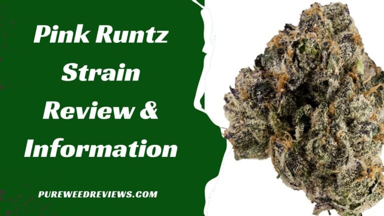 Pink Runtz Strain Review & Information