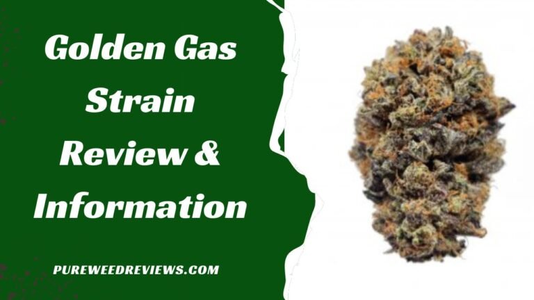Golden Gas Strain Review & Information