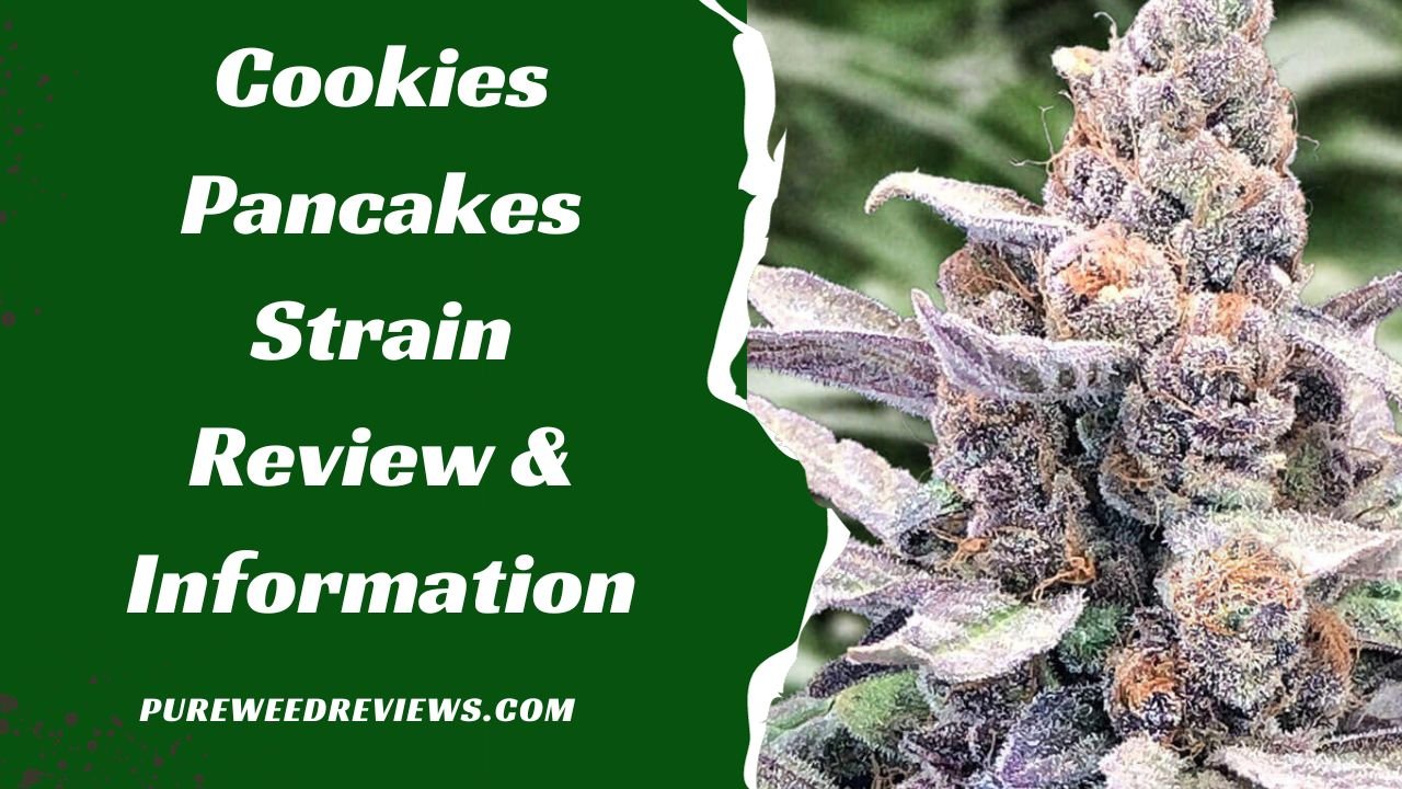 Cookies Pancakes Strain Review & Information