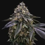 Macaroon Strain Review & Information