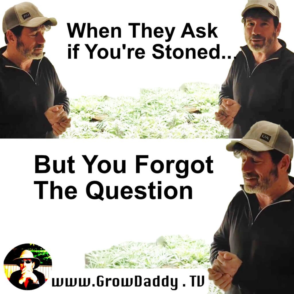 30 Best Weed Memes Every Stoner Will Love to Share